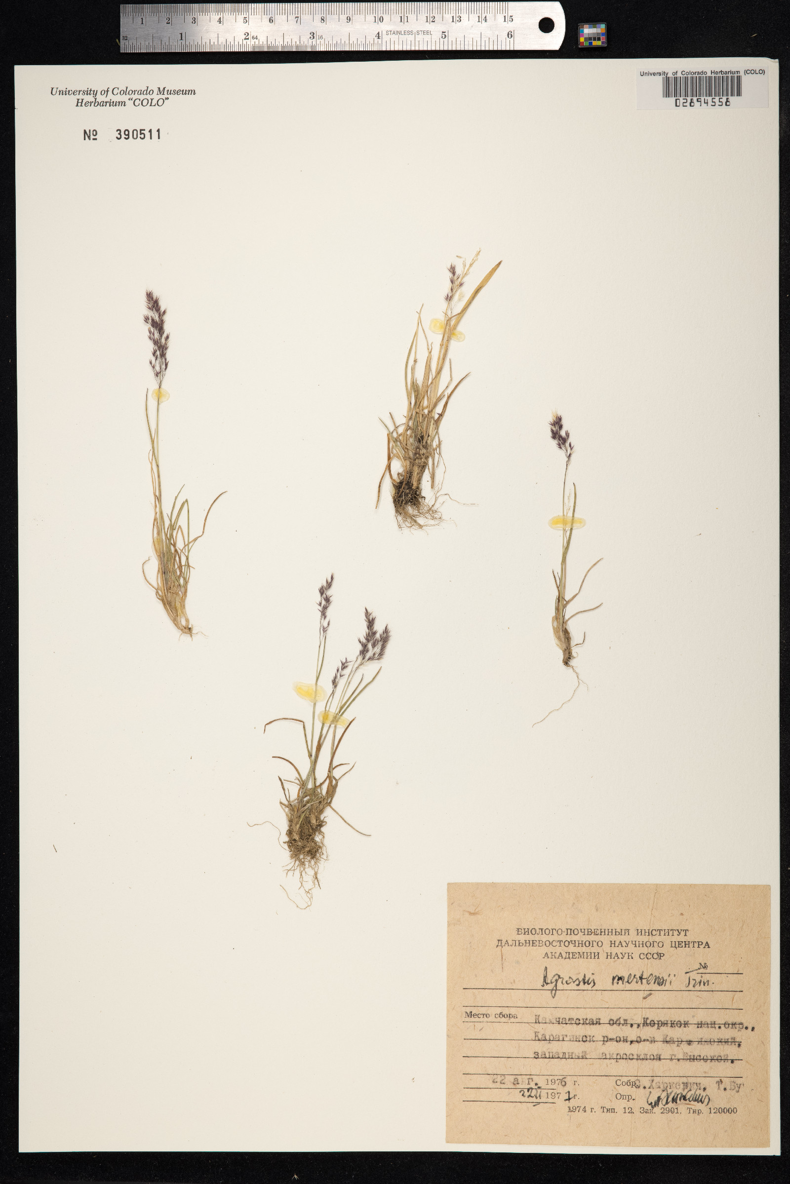 Agrostis mertensii image