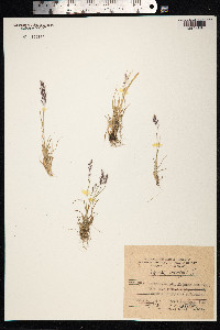 Agrostis mertensii image