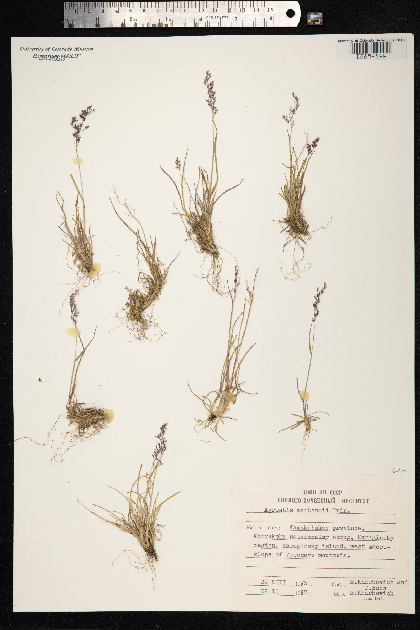 Agrostis mertensii image
