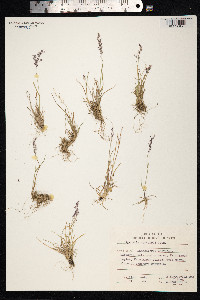 Agrostis mertensii image