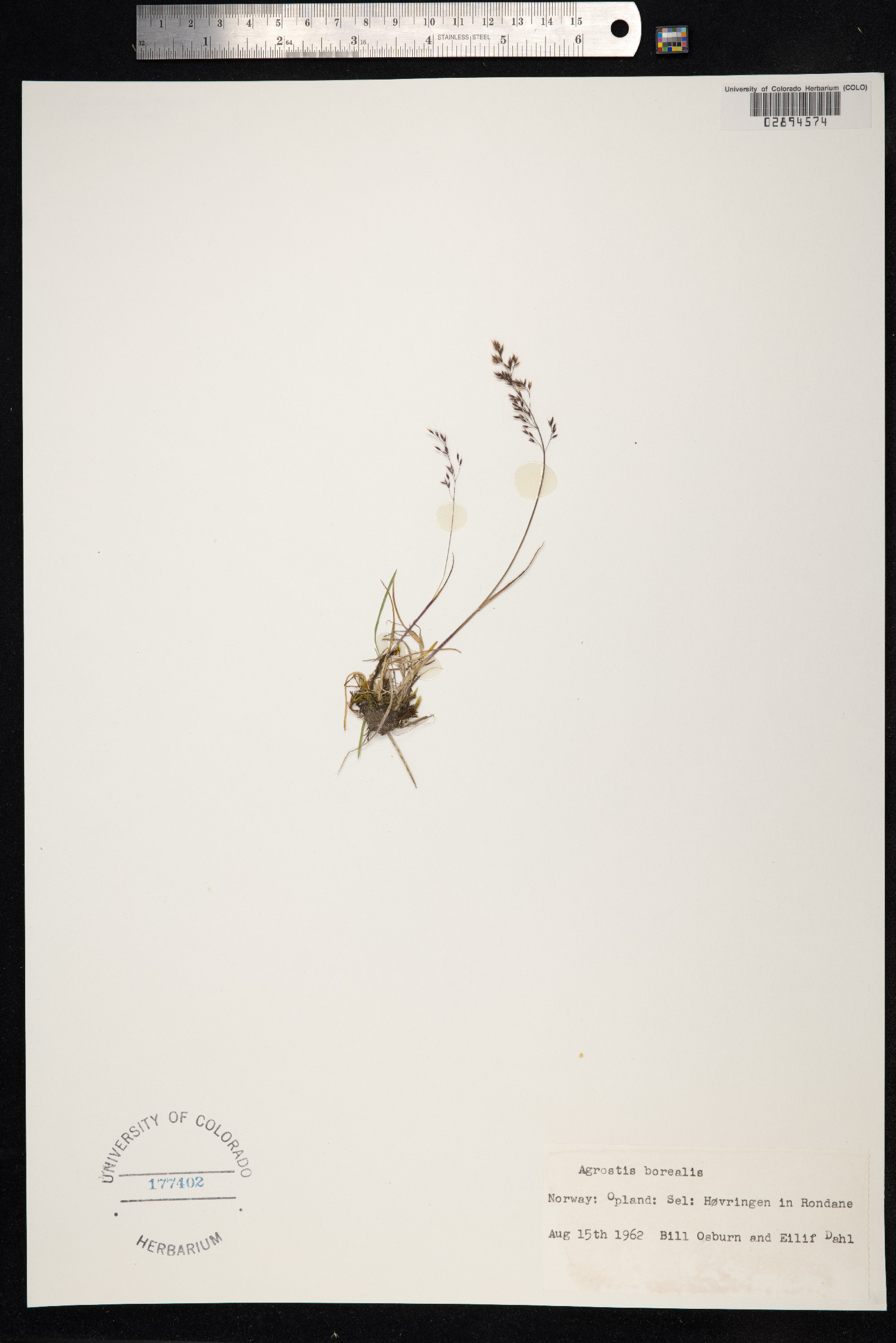 Agrostis mertensii image