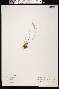 Agrostis mertensii image