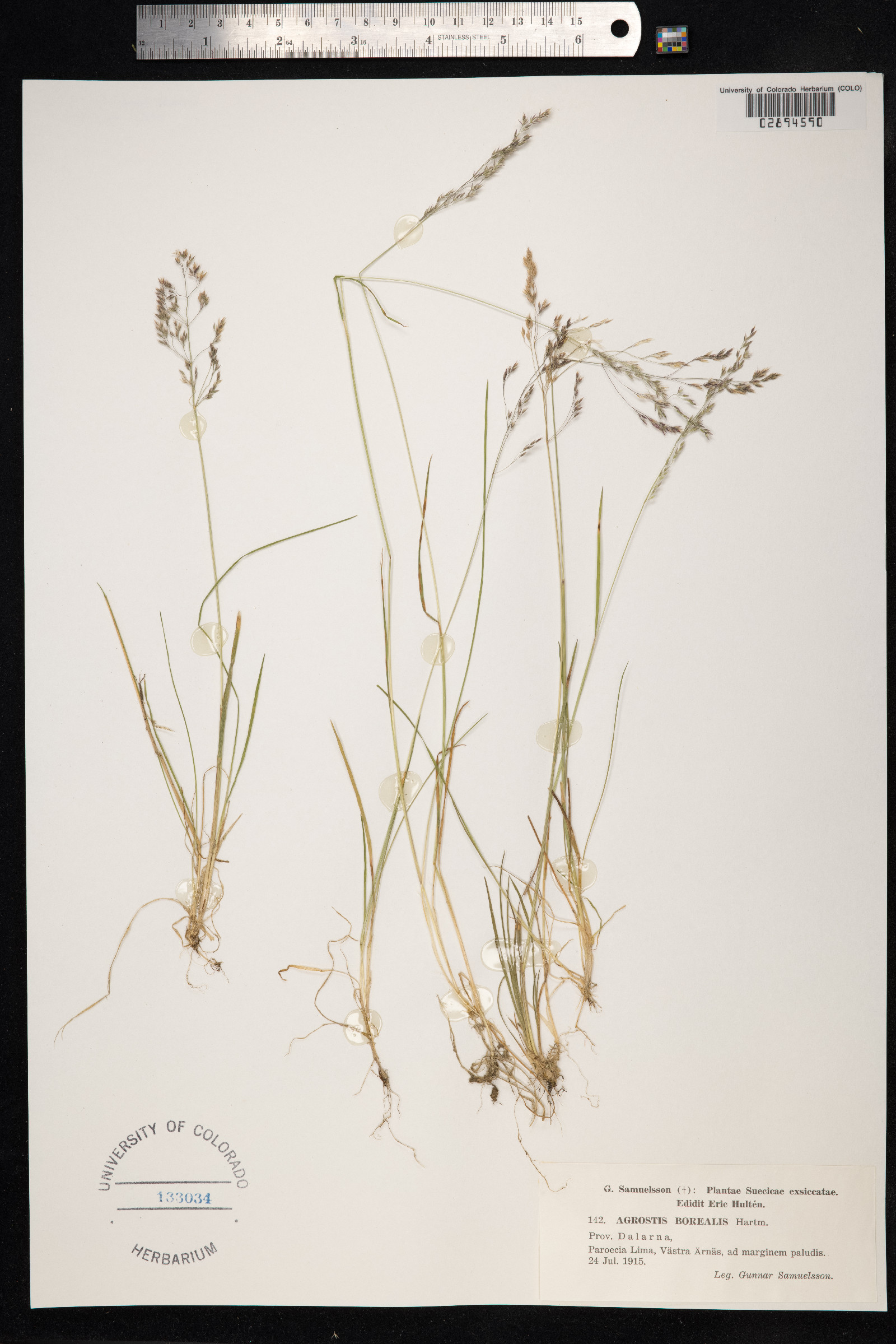 Agrostis mertensii image