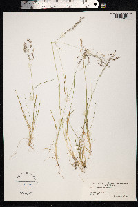 Agrostis mertensii image