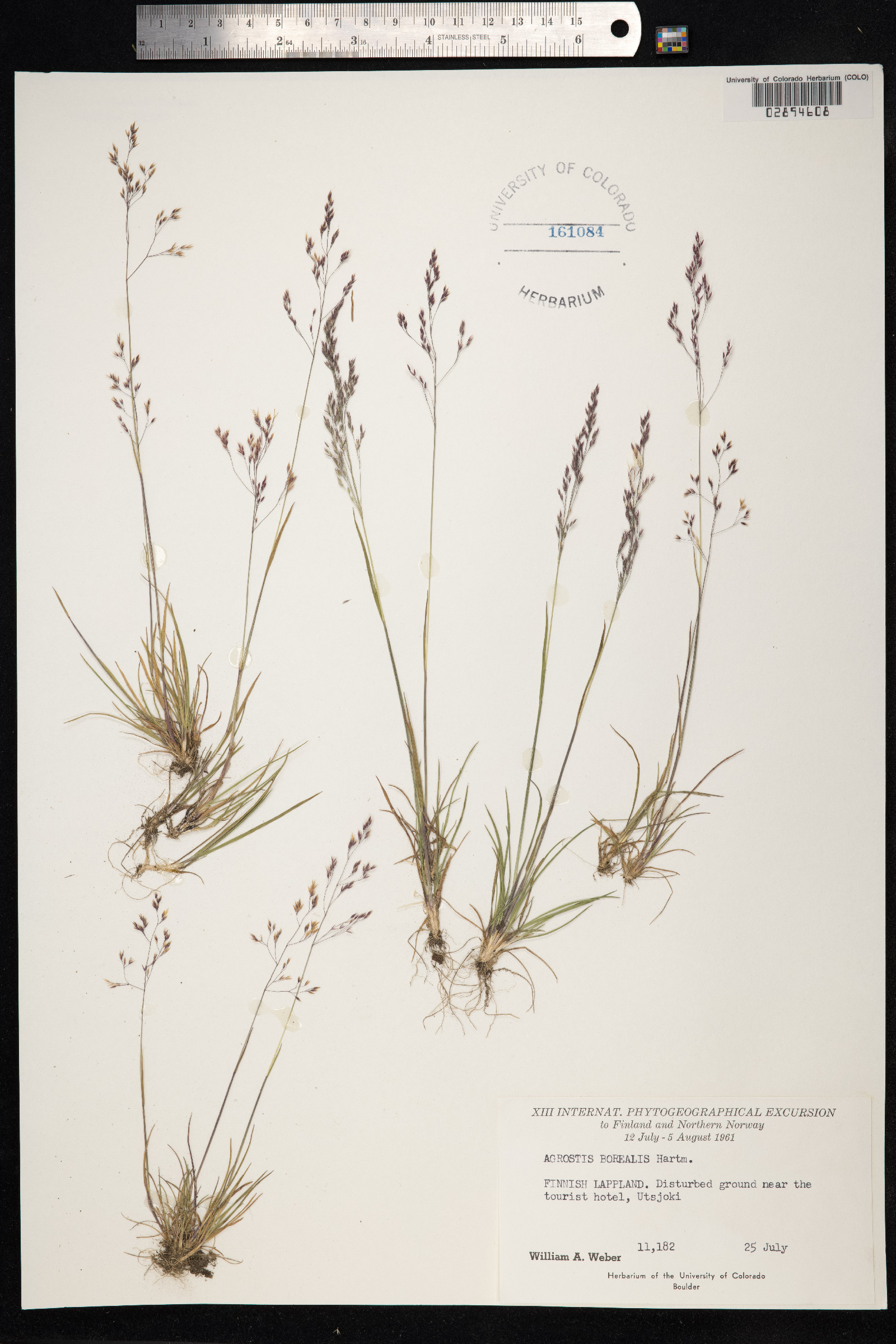 Agrostis mertensii image