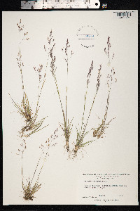 Agrostis mertensii image