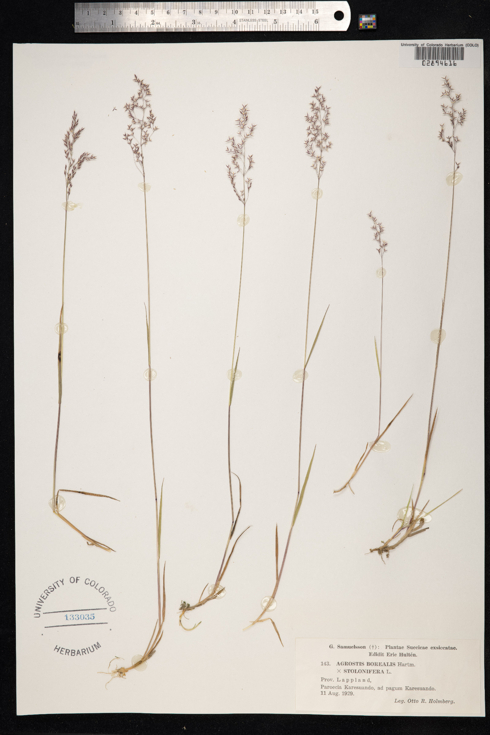 Agrostis mertensii image