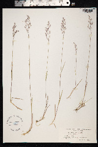 Agrostis mertensii image
