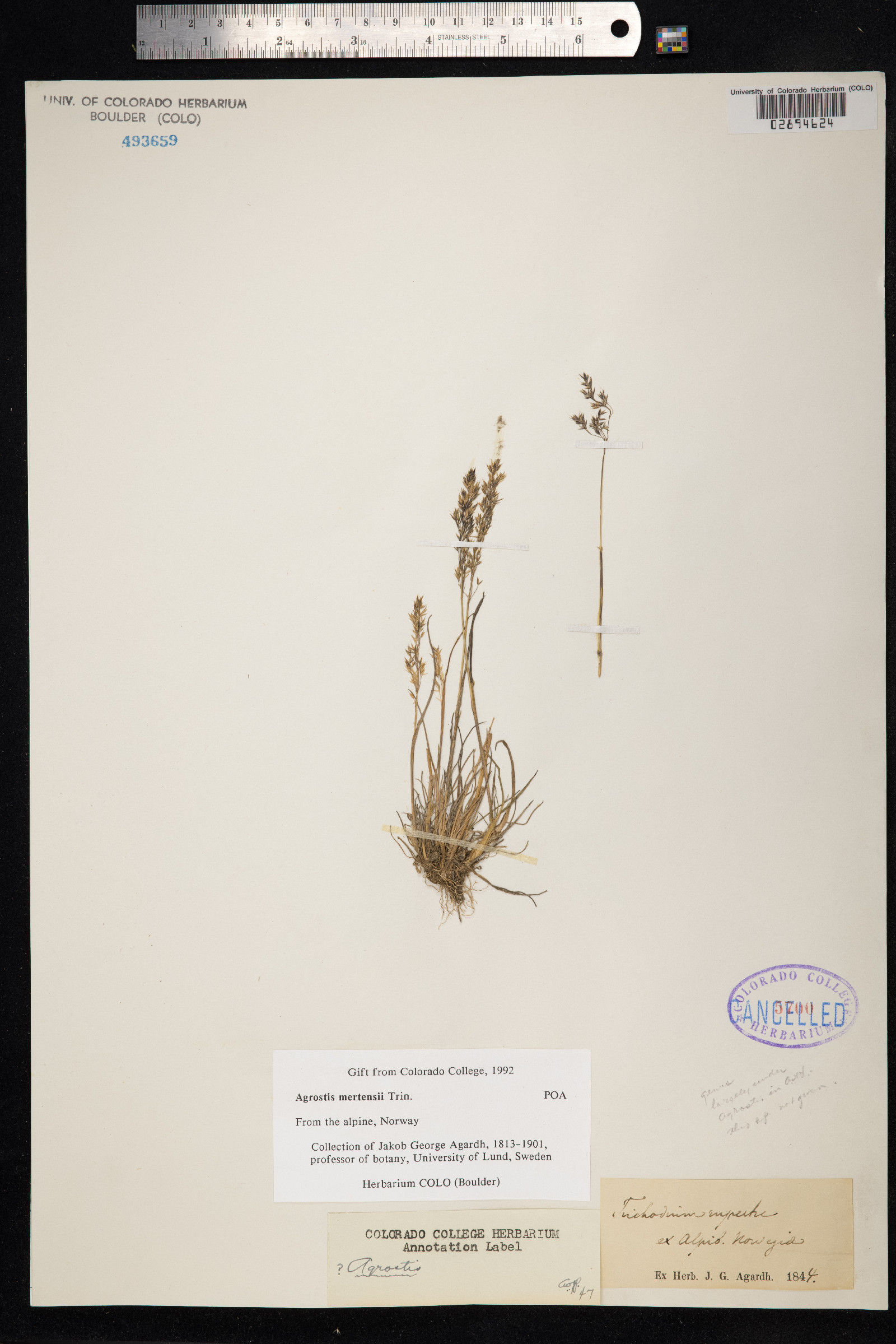 Agrostis mertensii image