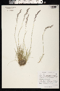 Agrostis mertensii image