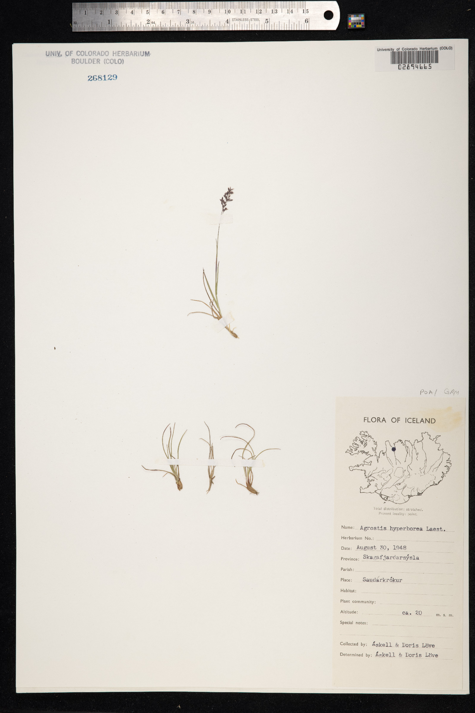 Agrostis vinealis image