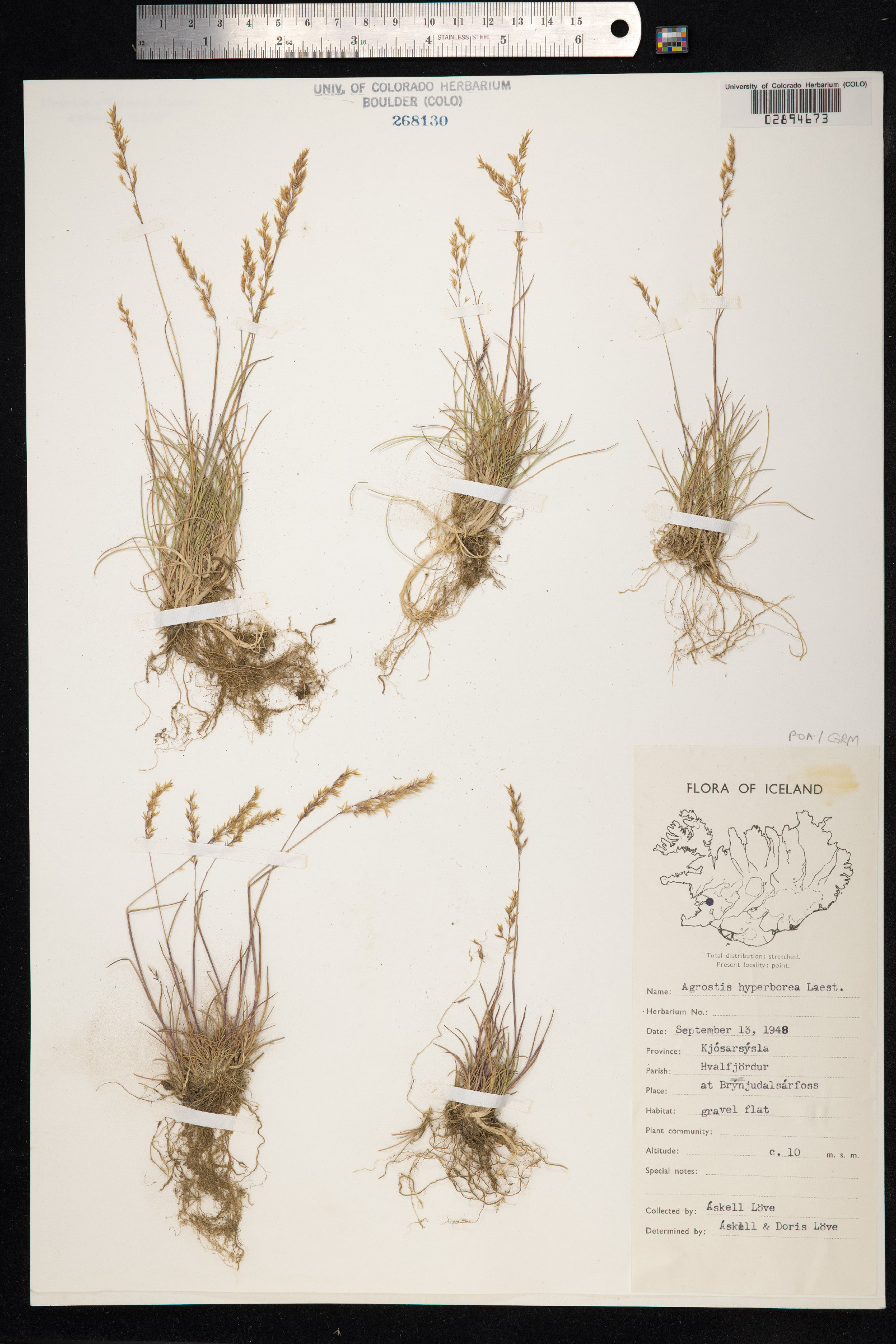 Agrostis vinealis image