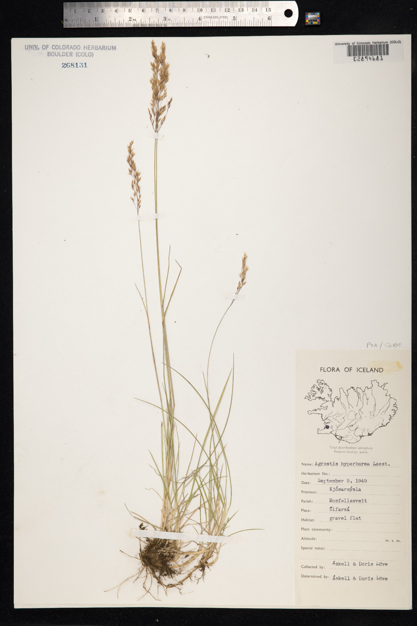 Agrostis vinealis image