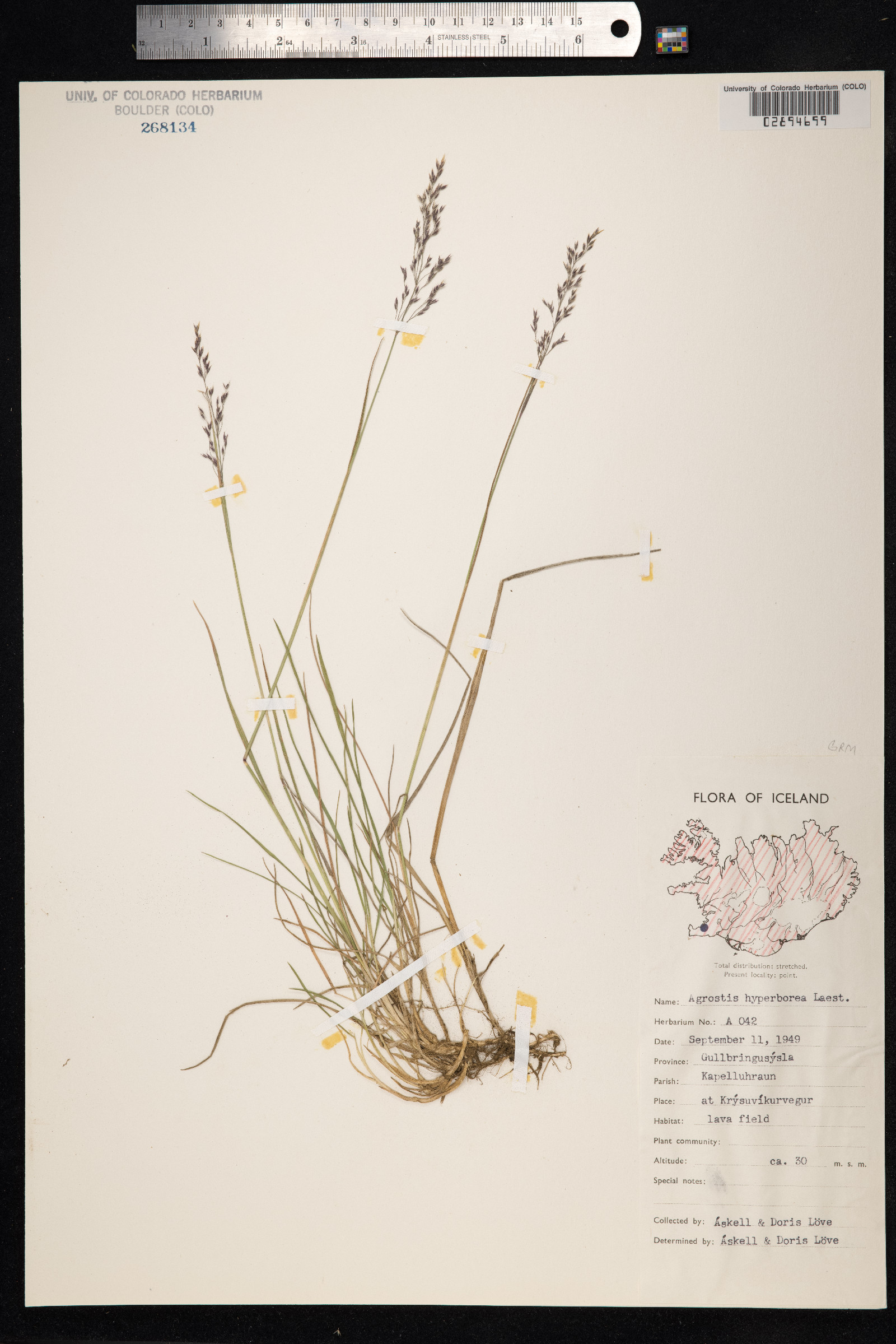 Agrostis vinealis image