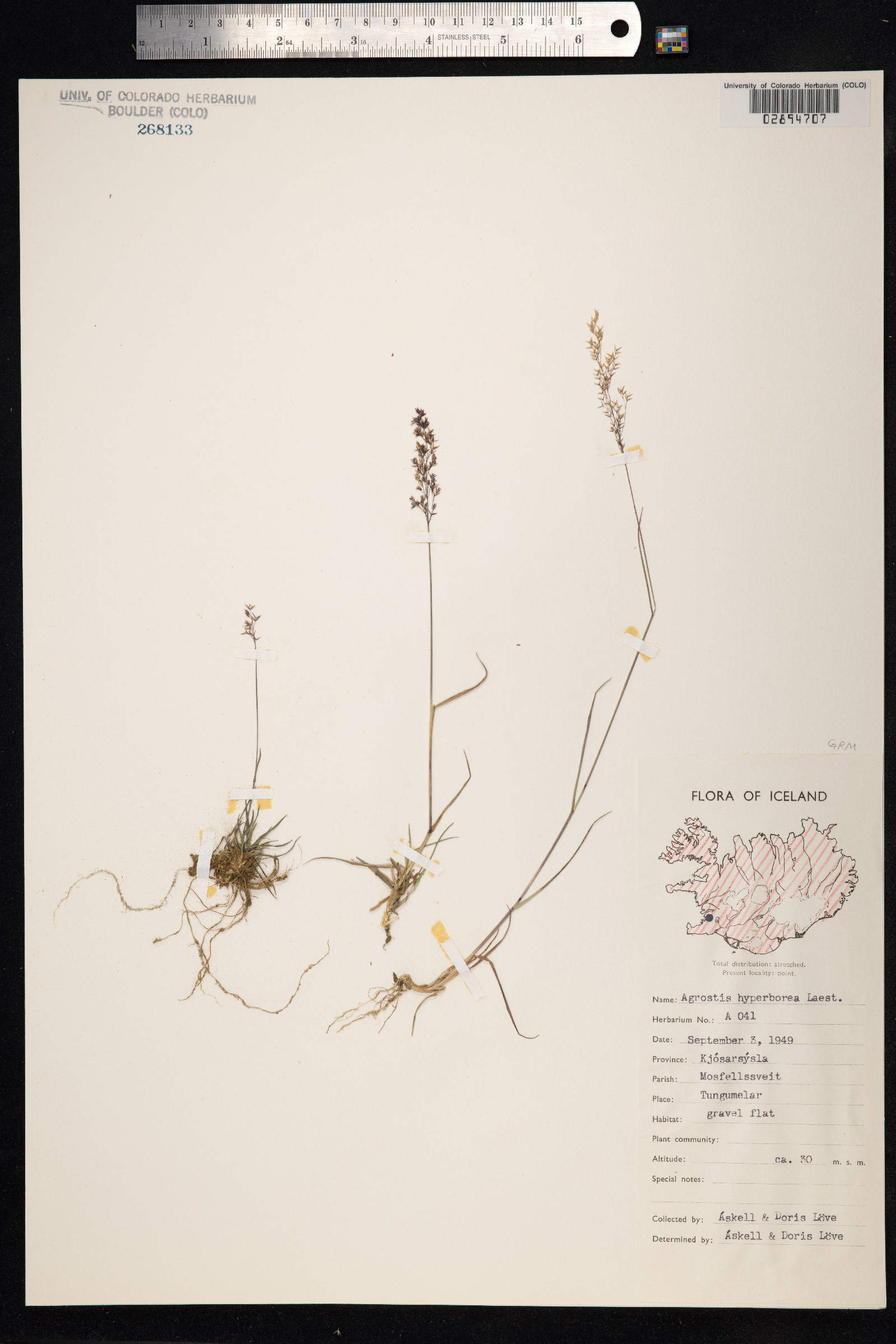 Agrostis vinealis image