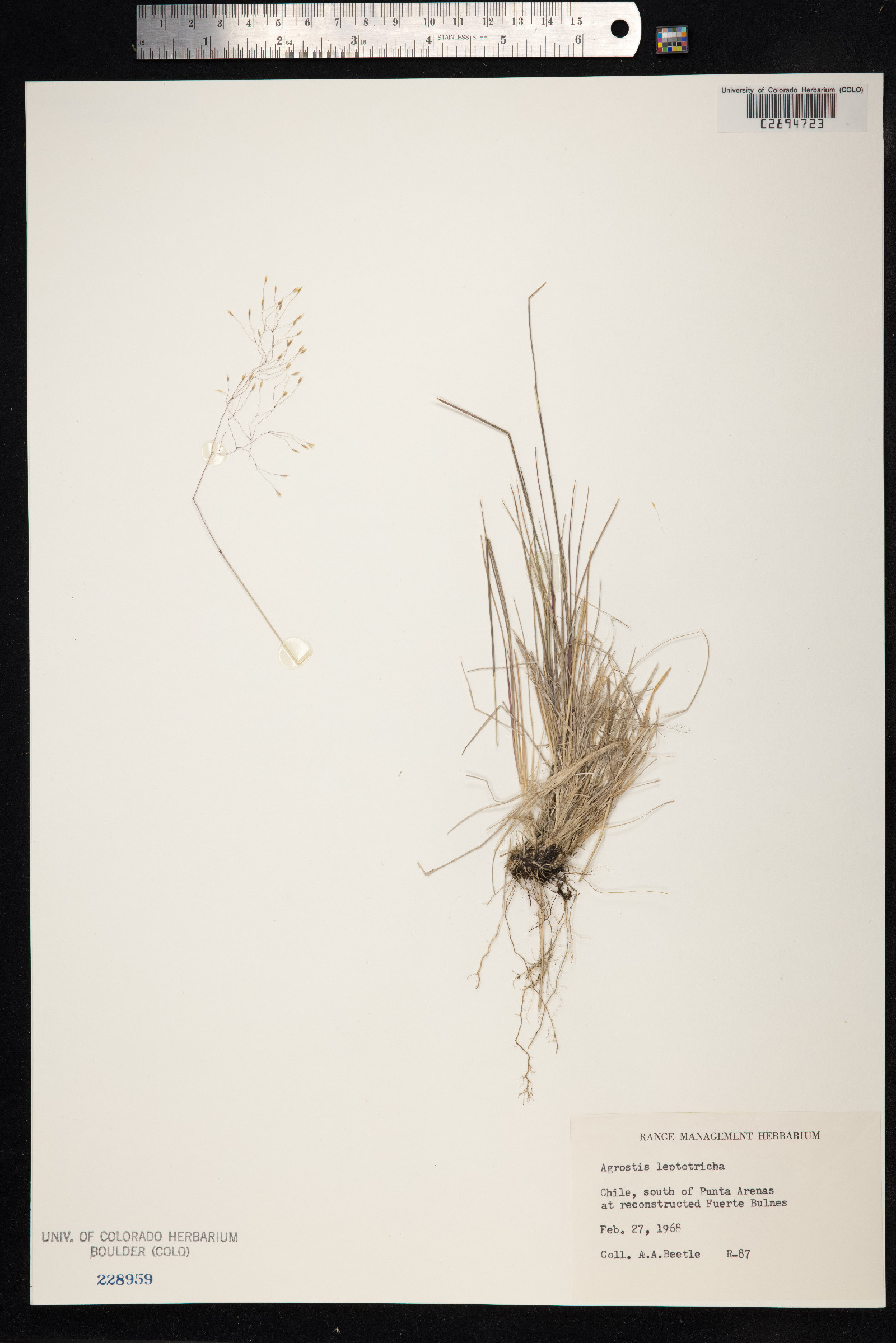 Agrostis leptotricha image