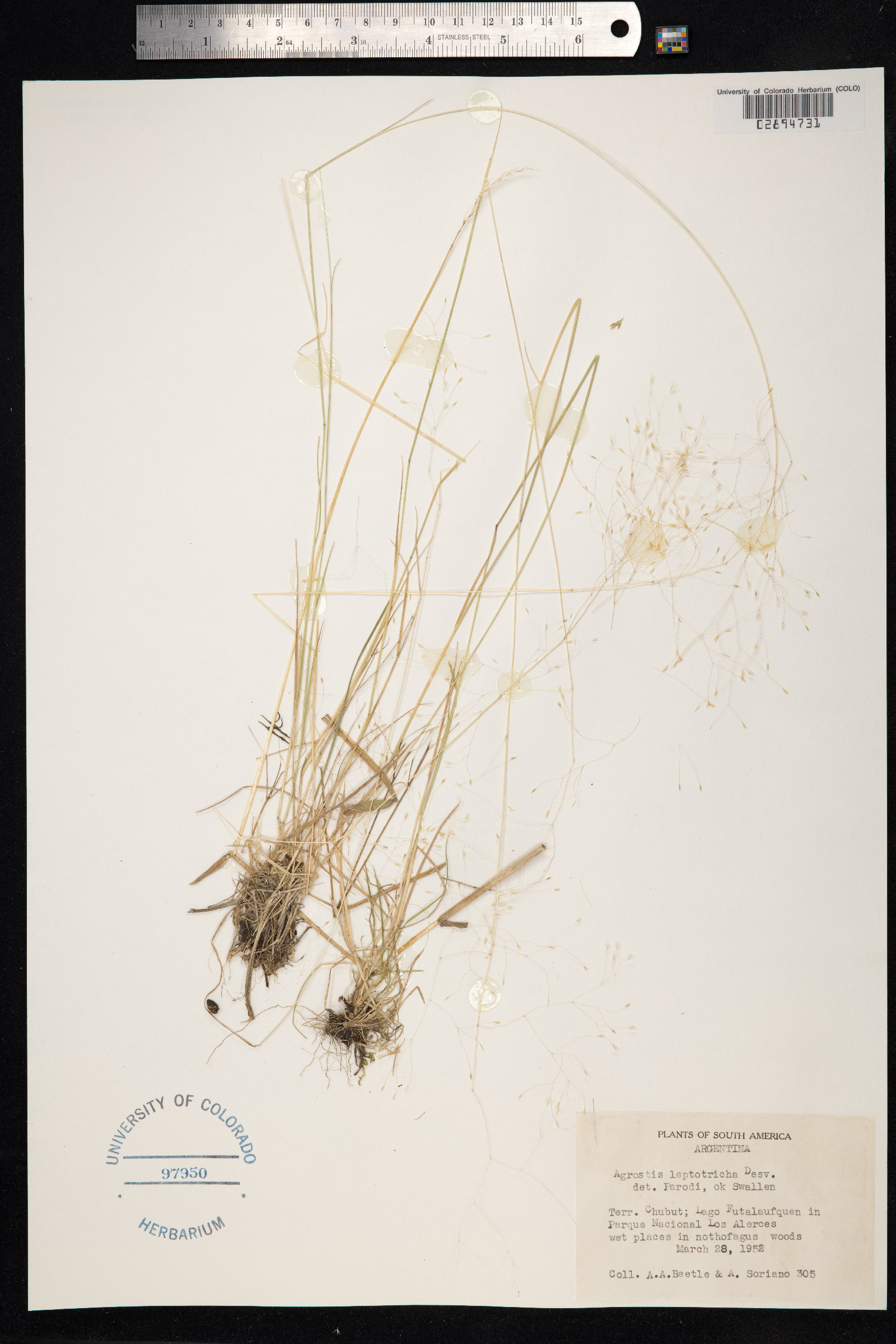 Agrostis leptotricha image