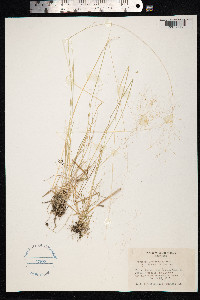 Agrostis leptotricha image