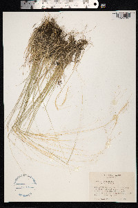 Agrostis leptotricha image