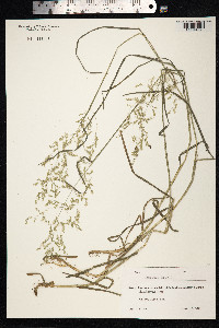 Agrostis gigantea image