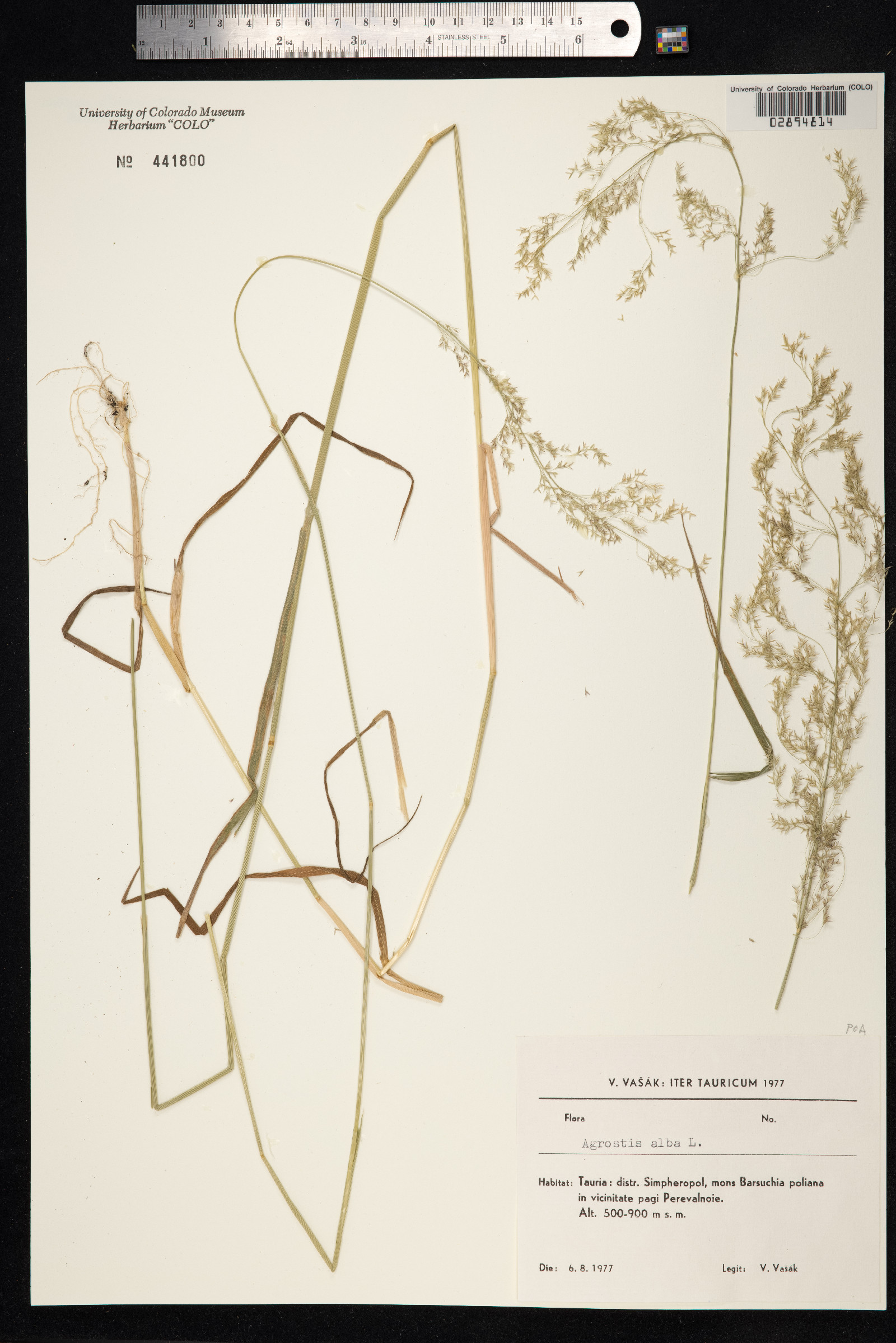Agrostis gigantea image