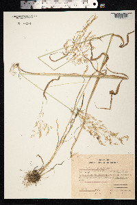 Agrostis gigantea image