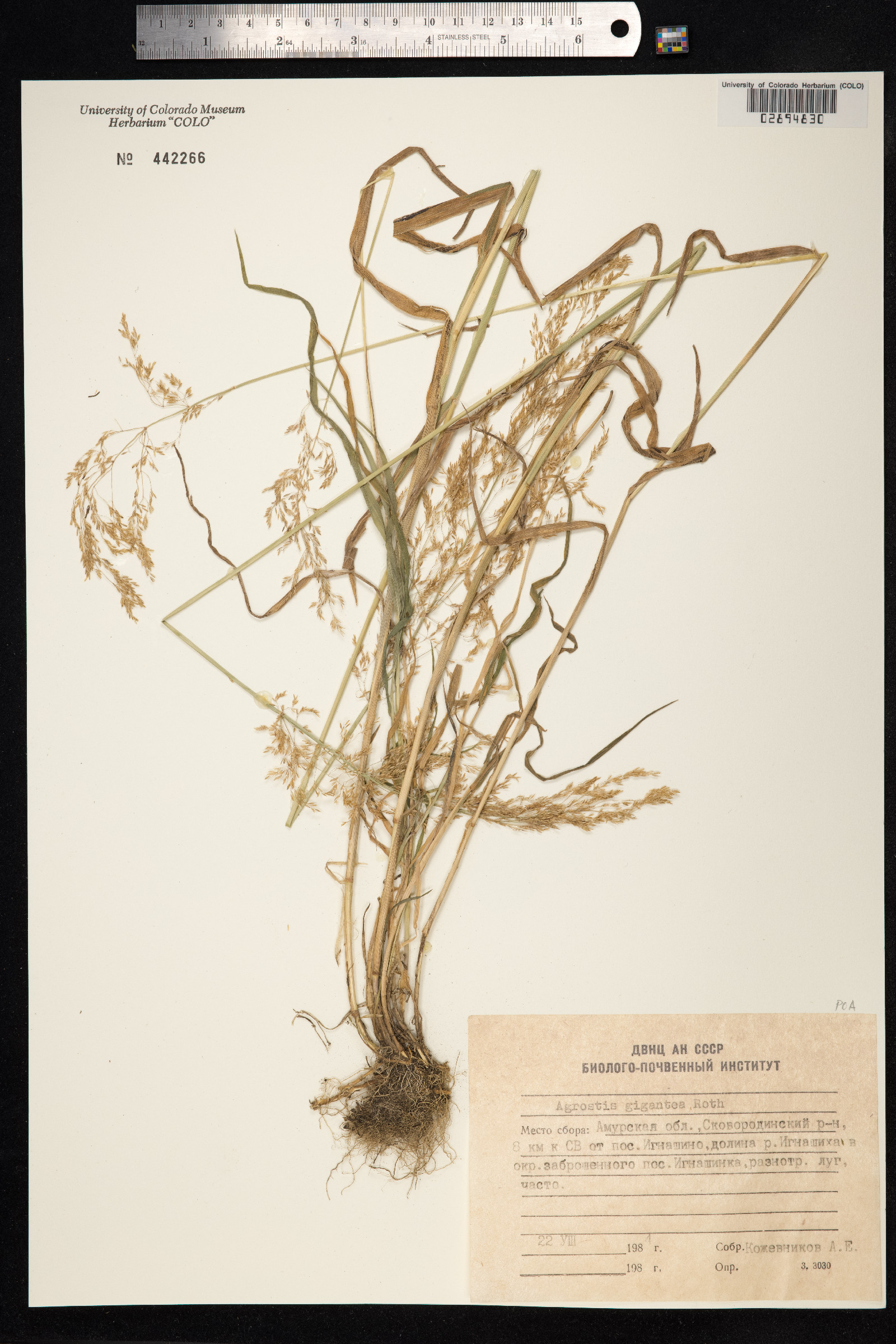 Agrostis gigantea image