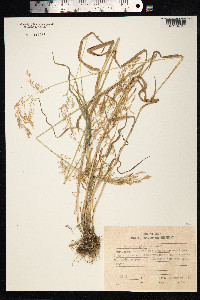 Agrostis gigantea image