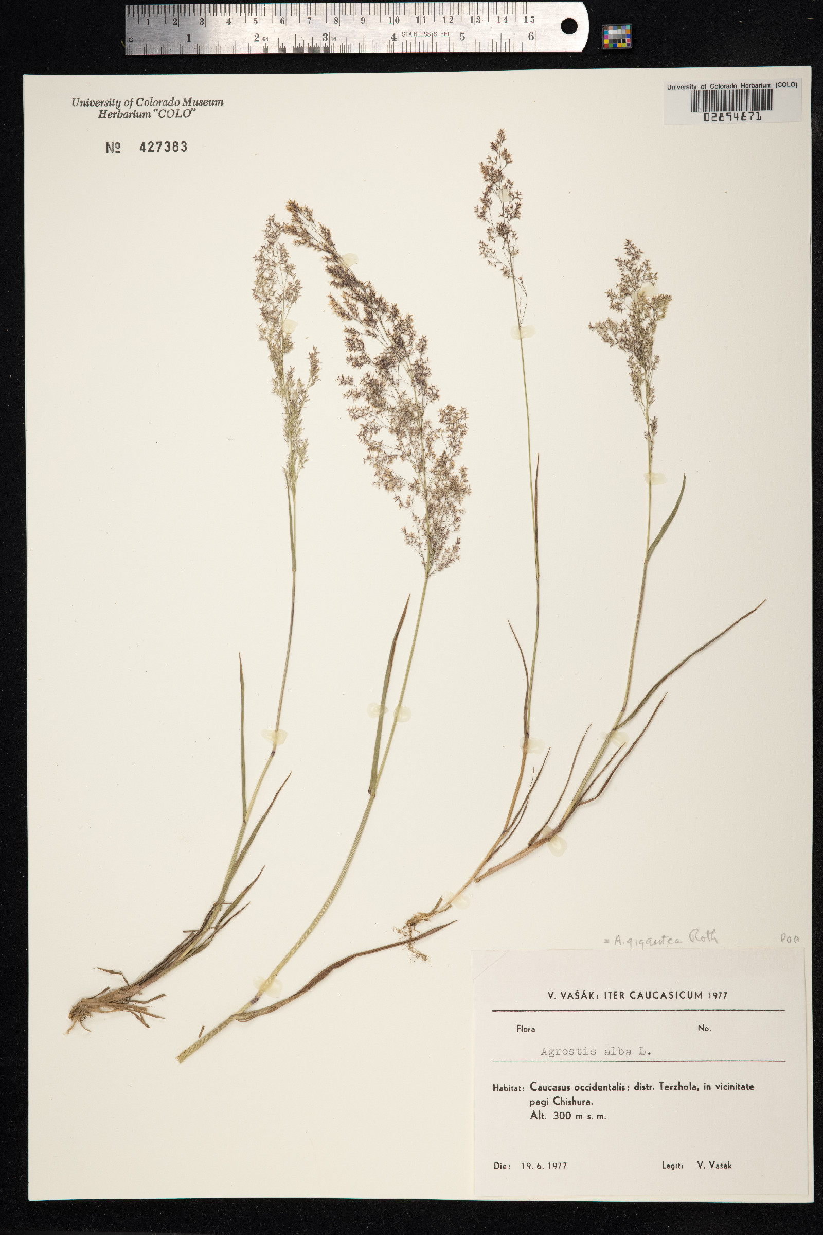 Agrostis gigantea image