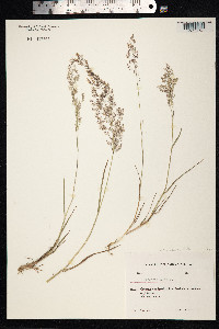 Agrostis gigantea image