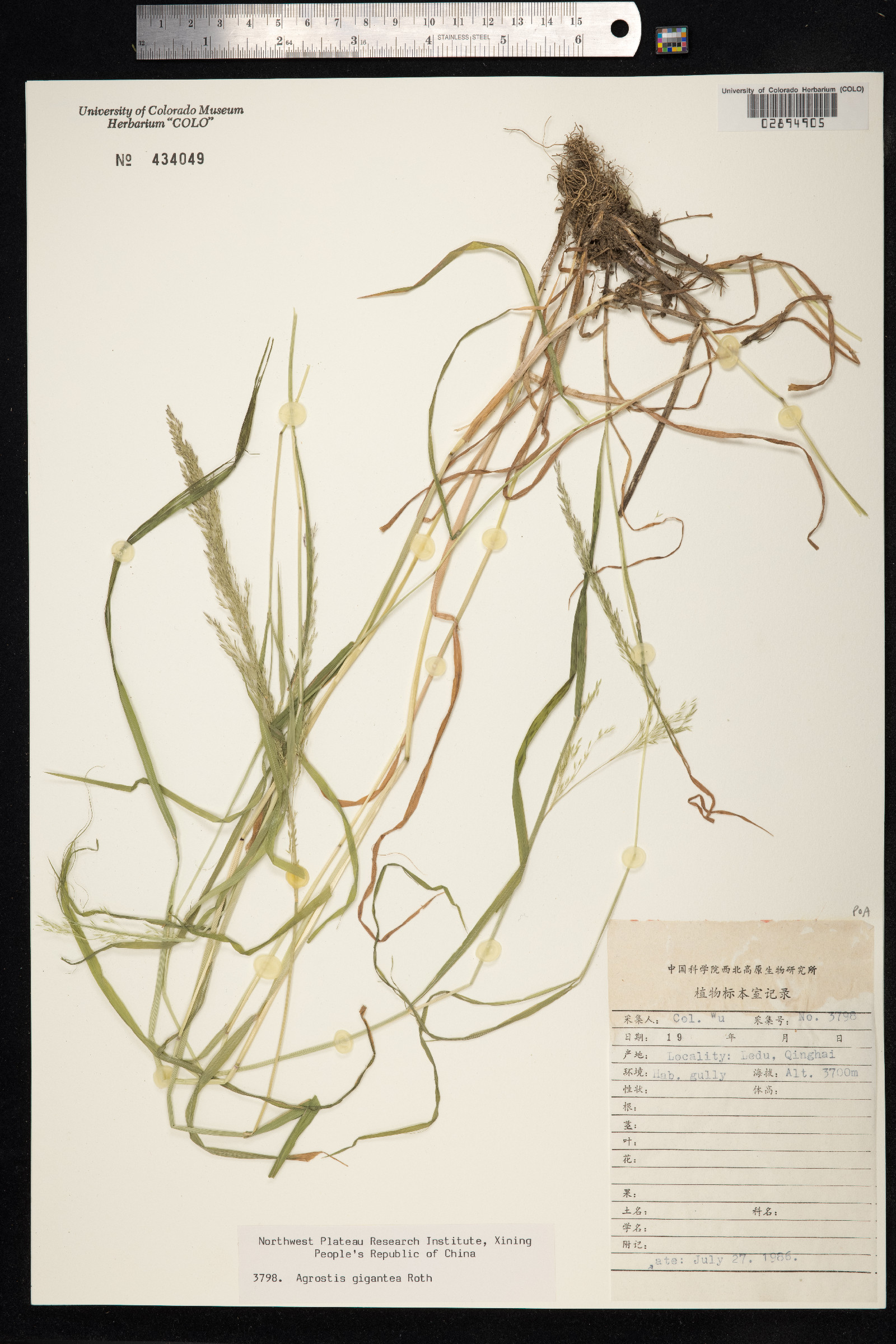 Agrostis gigantea image