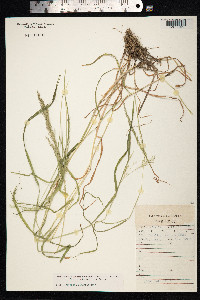 Agrostis gigantea image
