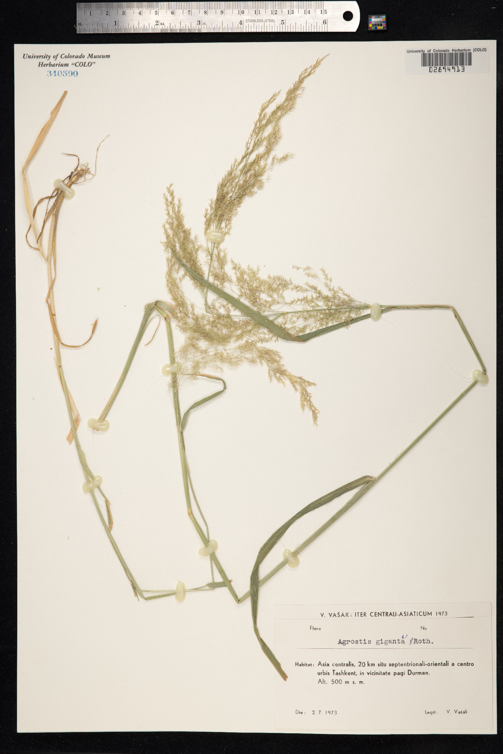 Agrostis gigantea image