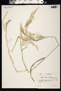Agrostis gigantea image
