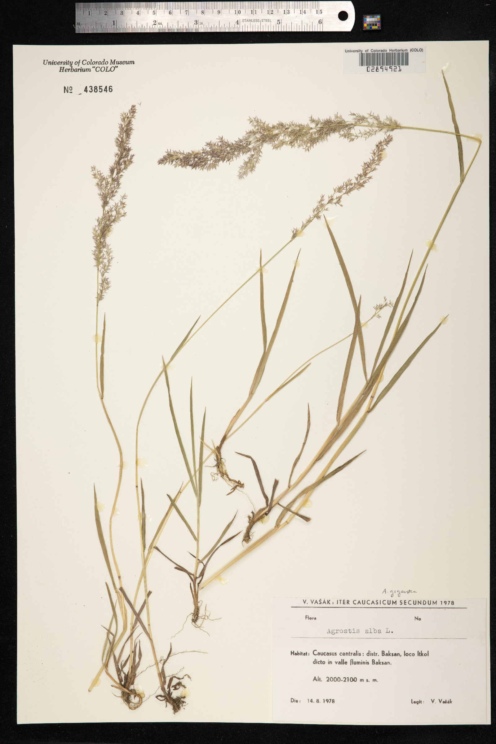 Agrostis gigantea image