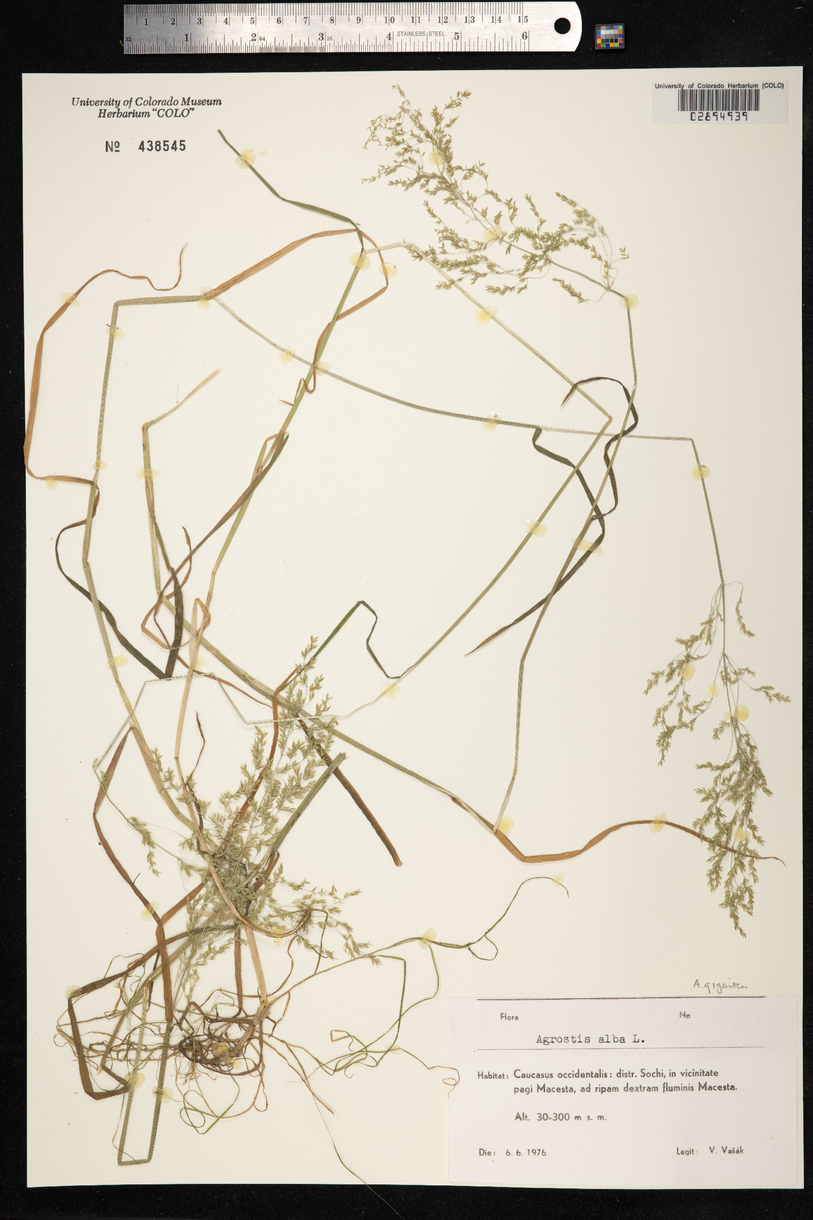 Agrostis gigantea image