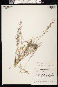 Agrostis gigantea image