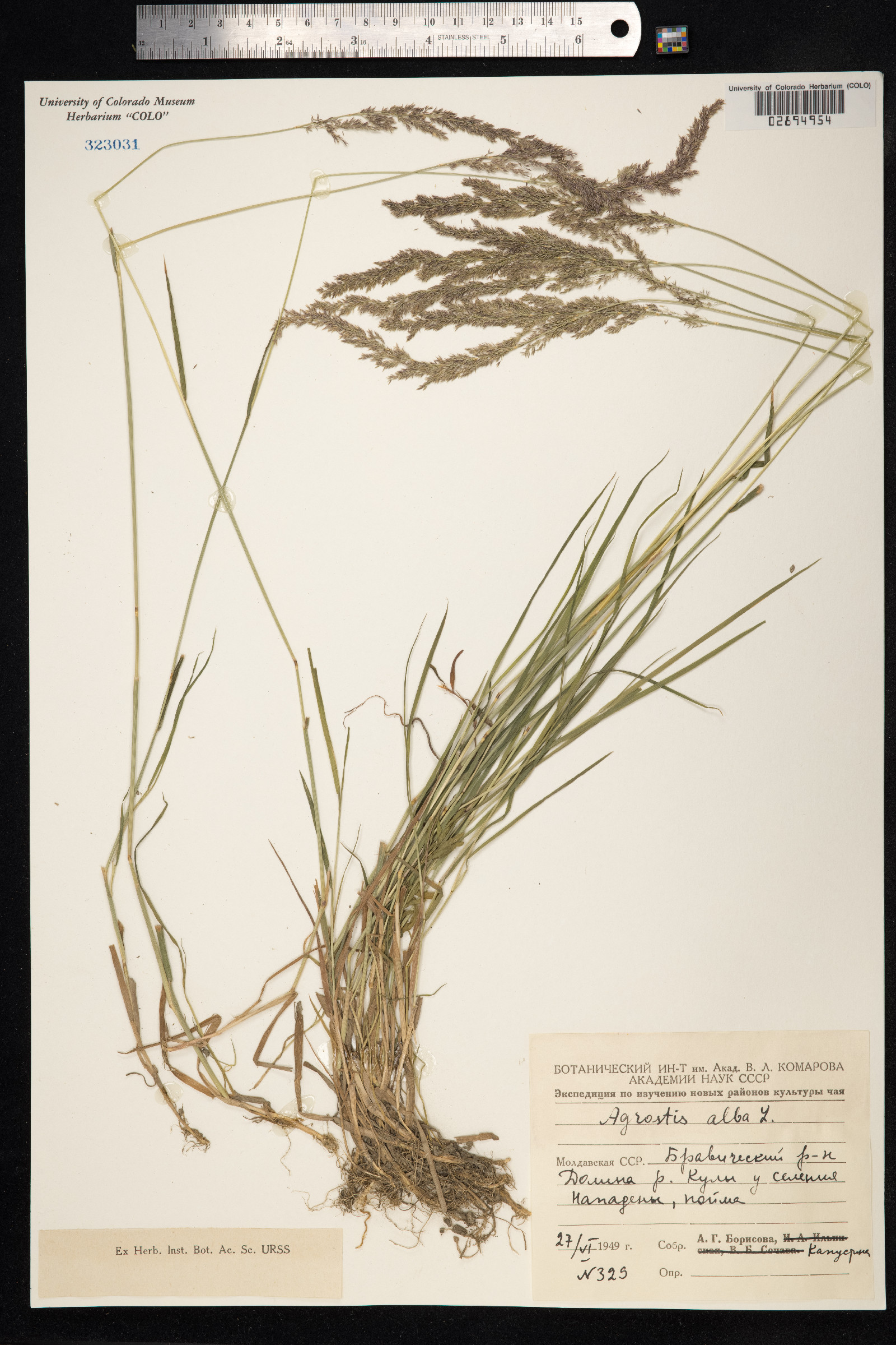 Agrostis gigantea image