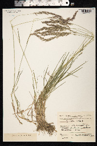 Agrostis gigantea image
