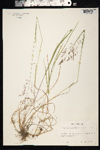 Agrostis gigantea image