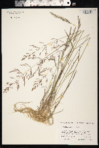 Agrostis gigantea image