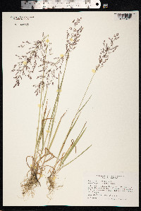Agrostis gigantea image
