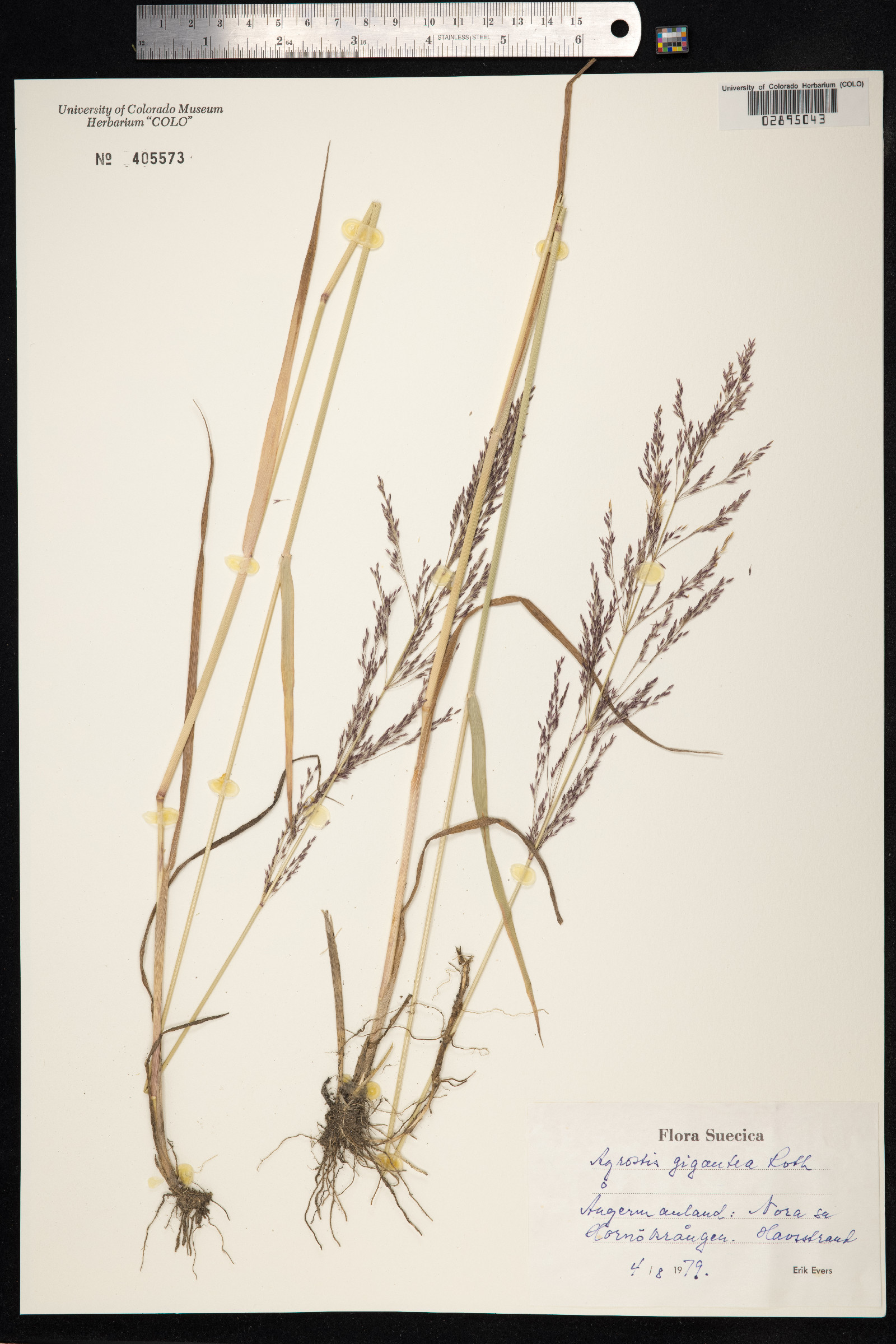 Agrostis gigantea image
