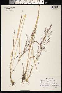 Agrostis gigantea image