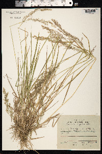 Agrostis gigantea image