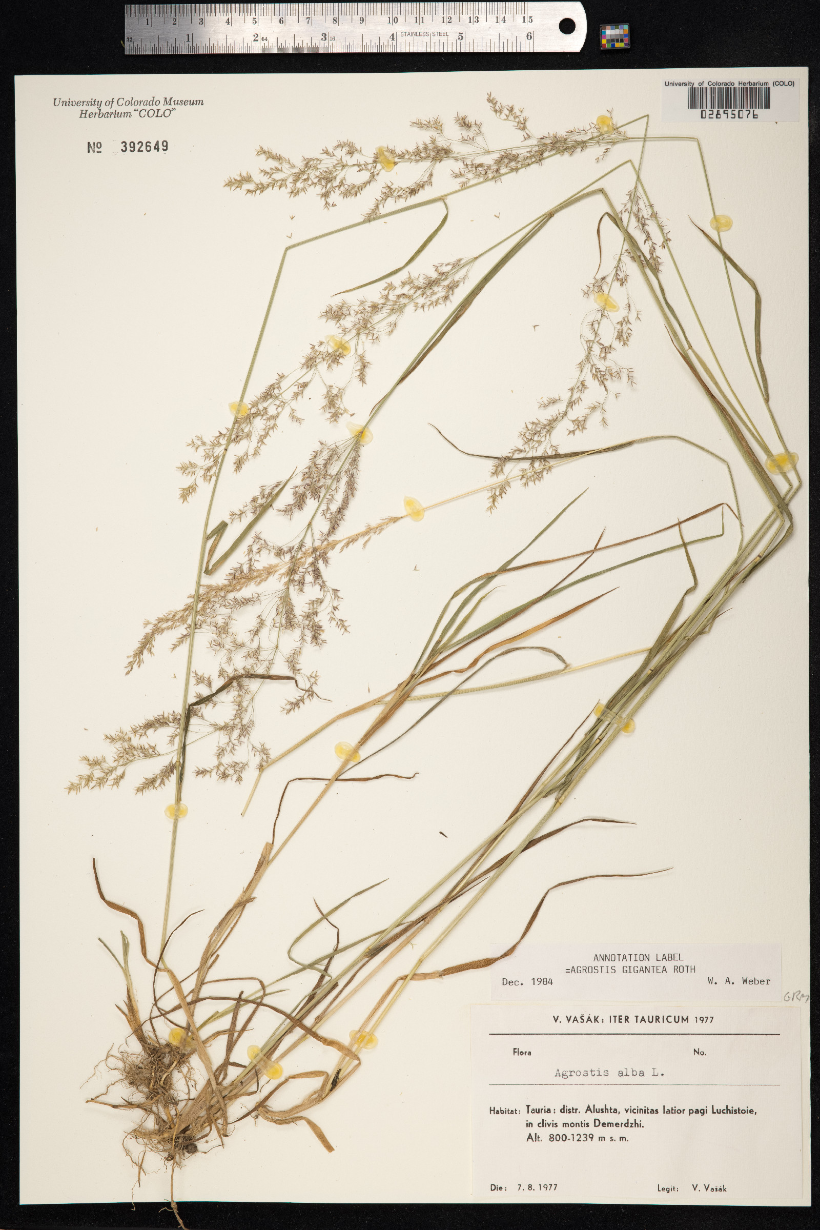 Agrostis gigantea image