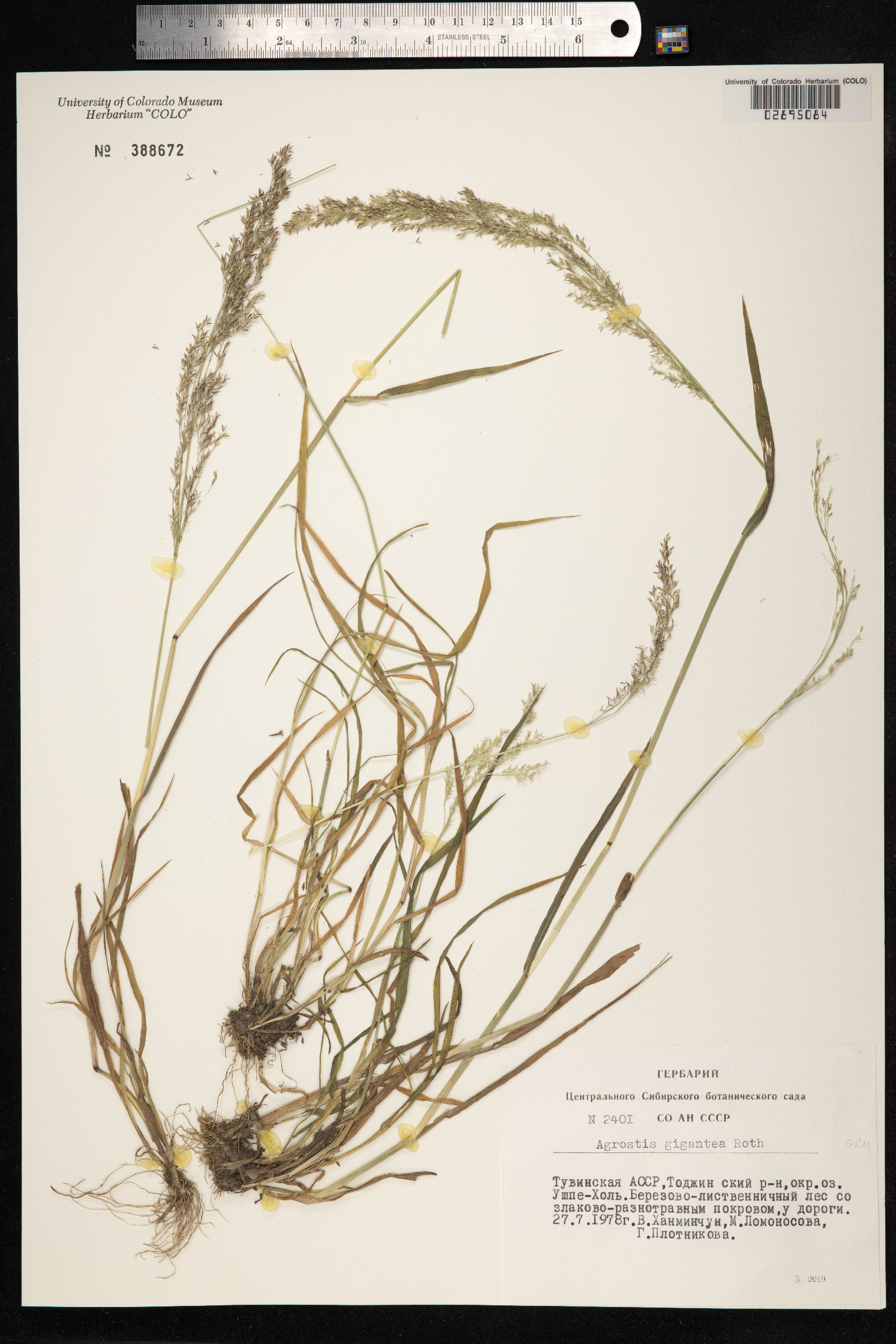 Agrostis gigantea image