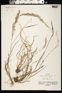 Agrostis gigantea image