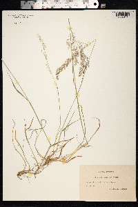 Agrostis gigantea image