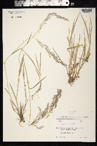 Agrostis gigantea image